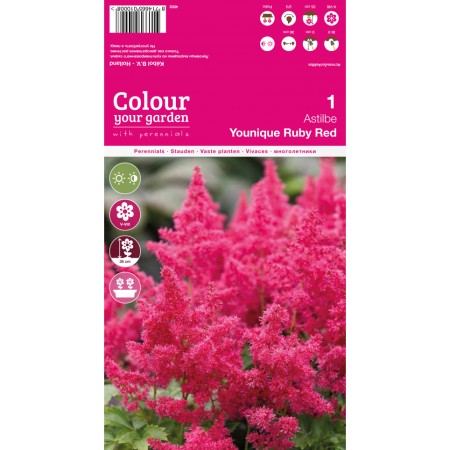 Астилба Уникално Рубинена / Astilbe - 1 бр луковица