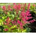 Астилба Уникално Рубинена / Astilbe - 1 бр луковица