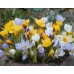 Минзухар Ботанически Микс / Crocus Botanical Mixed - 25 бр луковици