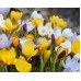 Минзухар Ботанически Микс / Crocus Botanical Mixed - 25 бр луковици