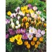 Минзухар Ботанически Микс / Crocus Botanical Mixed - 25 бр луковици