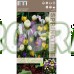 Минзухар Ботанически Микс / Crocus Botanical Mixed - 25 бр луковици