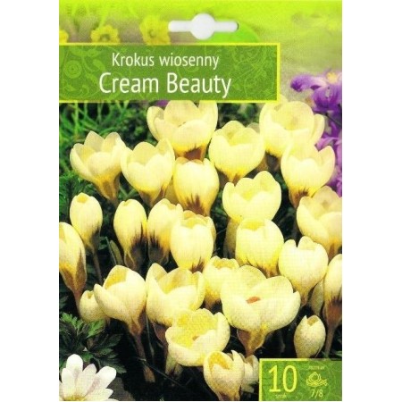 Минзухар Крем Бюти / Crocus Cream Beauty - 10 бр луковици