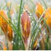 Минзухар Жълт с кафяви ивици / Crocus Fuscotinctus - 10 бр луковици