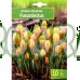 Минзухар Жълт с кафяви ивици / Crocus Fuscotinctus - 10 бр луковици