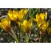 Минзухар Сатурн / Crocus Saturnus - 10 бр луковици