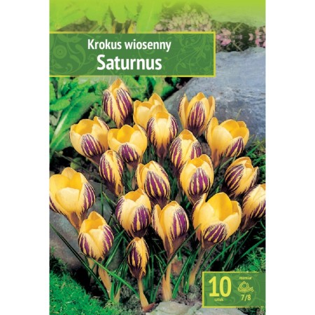 Минзухар Сатурн / Crocus Saturnus - 10 бр луковици