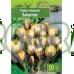 Минзухар Сатурн / Crocus Saturnus - 10 бр луковици