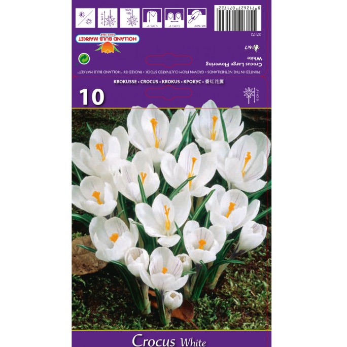 Минзухар Бял / Crocus white - 10 бр луковици