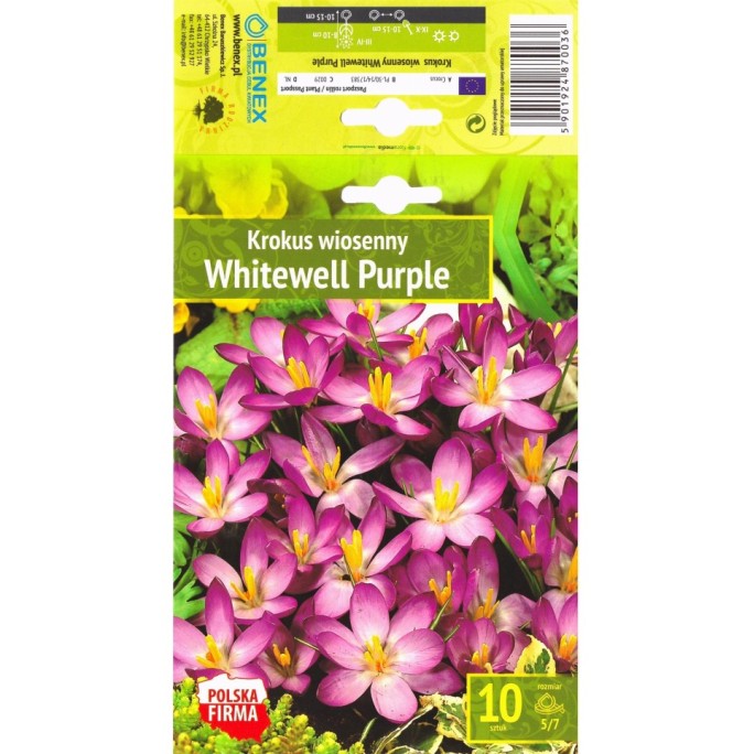 Минзухар Уайтуел Лилав / Crocus Whitewell Purple - 10 бр луковици