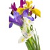 Ирис Холандски Микс / Dutch Iris Mixed - 10 бр луковици