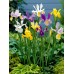 Ирис Холандски Микс / Dutch Iris Mixed - 10 бр луковици