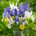 Ирис Холандски Микс / Dutch Iris Mixed - 10 бр луковици