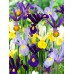 Ирис Холандски Микс / Dutch Iris Mixed - 10 бр луковици