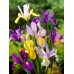 Ирис Холандски Микс / Dutch Iris Mixed - 10 бр луковици