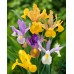 Ирис Холандски Микс / Dutch Iris Mixed - 10 бр луковици