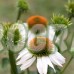 Ехинацея Алба / Echinacea - 1 бр коренище