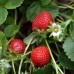 Ягоди Максима / Fragaria × ananassa Maxima - 3 бр корени