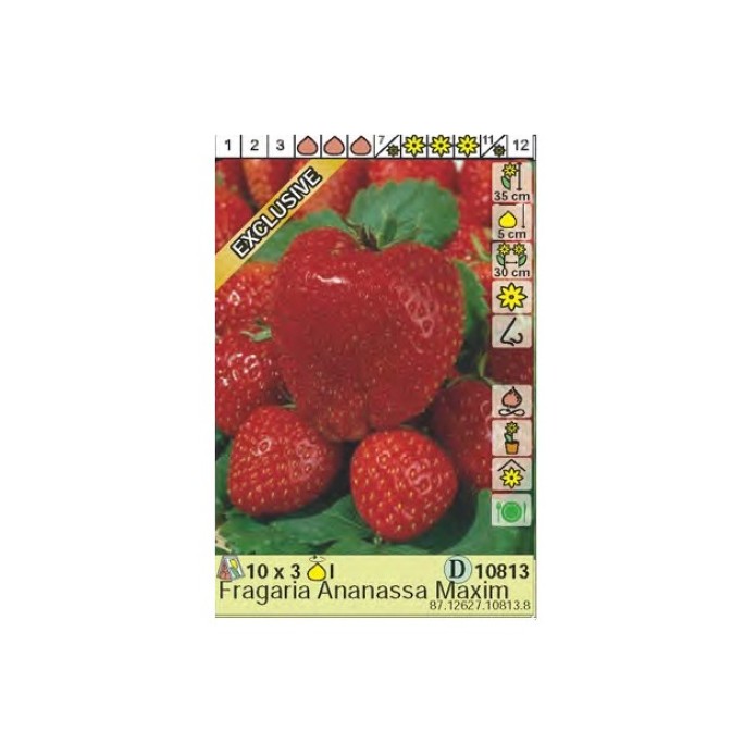 Ягоди Максима / Fragaria × ananassa Maxima - 3 бр корени