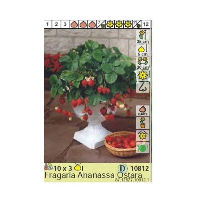 Ягоди Остара / Fragaria × ananassa Ostara - 3 бр корени