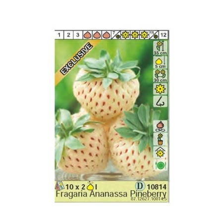 Бяла ягода Пайнбери / Fragaria × ananassa Pineberry - 2 бр корени