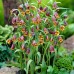 Фритилариа (гроздова лисица) / Fritillaria uva vulpis - 10 бр луковици