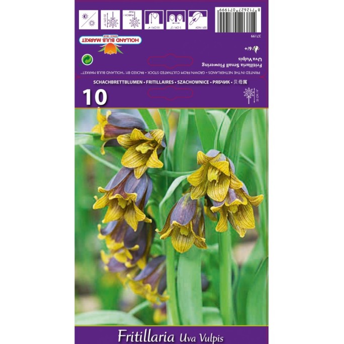 Фритилариа (гроздова лисица) / Fritillaria uva vulpis - 10 бр луковици