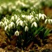 Кокиче / Galanthus nivalis - 10 бр луковици