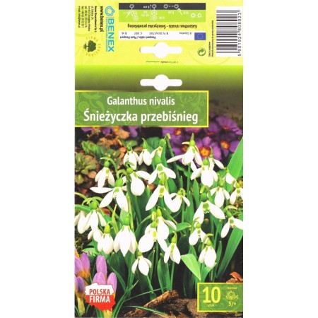 Кокиче / Galanthus nivalis - 10 бр луковици