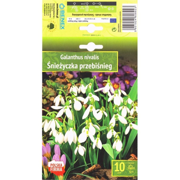 Кокиче / Galanthus nivalis - 10 бр луковици