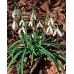 Кокиче / Galanthus nivalis - 10 бр луковици