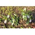 Кокиче / Galanthus nivalis - 10 бр луковици