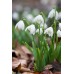 Кокиче / Galanthus nivalis - 10 бр луковици