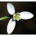 Кокиче / Galanthus nivalis - 10 бр луковици