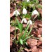 Кокиче / Galanthus nivalis - 10 бр луковици