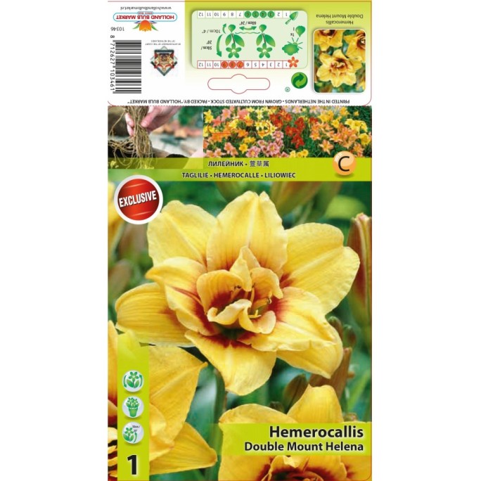 Хемерокалис / Hemerocallis Double Mount Helena - 1 бр луковица