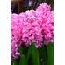 Зюмбюл Източен Розов / Hyacinthus orientalis Różowy - 3 бр луковици