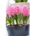 Зюмбюл Източен Розов / Hyacinthus orientalis Rozowy - 3 бр луковици