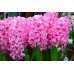 Зюмбюл Източен Розов / Hyacinthus orientalis Rozowy - 3 бр луковици