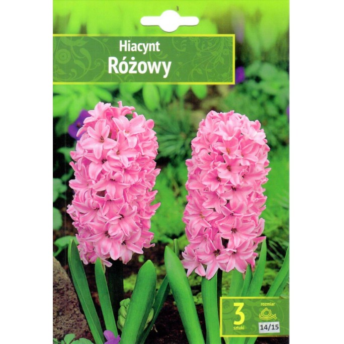 Зюмбюл Източен Розов / Hyacinthus orientalis Różowy - 3 бр луковици