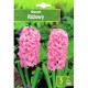 Зюмбюл Източен Розов / Hyacinthus orientalis Rozowy - 3 бр луковици