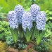 Зюмбюл Делфт Син / Hyacinthus Delft Blue - 3 бр луковици