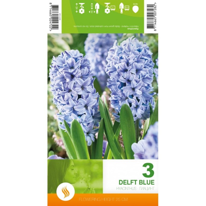 Зюмбюл Делфт Син / Hyacinthus Delft Blue - 3 бр луковици