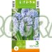 Зюмбюл "Делфт" Син / Hyacinthus Delft Blue - 3 бр луковици