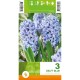 Зюмбюл Делфт Син / Hyacinthus Delft Blue - 3 бр луковици