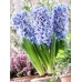 Зюмбюл Делфт Син / Hyacinthus Delft Blue - 3 бр луковици