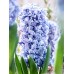 Зюмбюл Делфт Син / Hyacinthus Delft Blue - 3 бр луковици