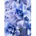 Зюмбюл Делфт Син / Hyacinthus Delft Blue - 3 бр луковици