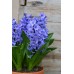 Зюмбюл Делфт Син / Hyacinthus Delft Blue - 3 бр луковици