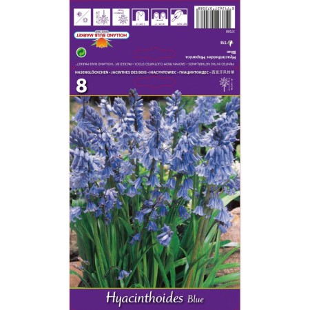 Лъжезюмбюл Синя камбанка / Hyacinthoides blue - 8 бр луковици